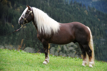 294838-750_1__-_Kopie