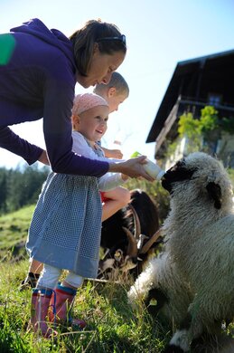 Schafe füttern