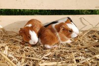 Meerschweinchen Meerschweinchen